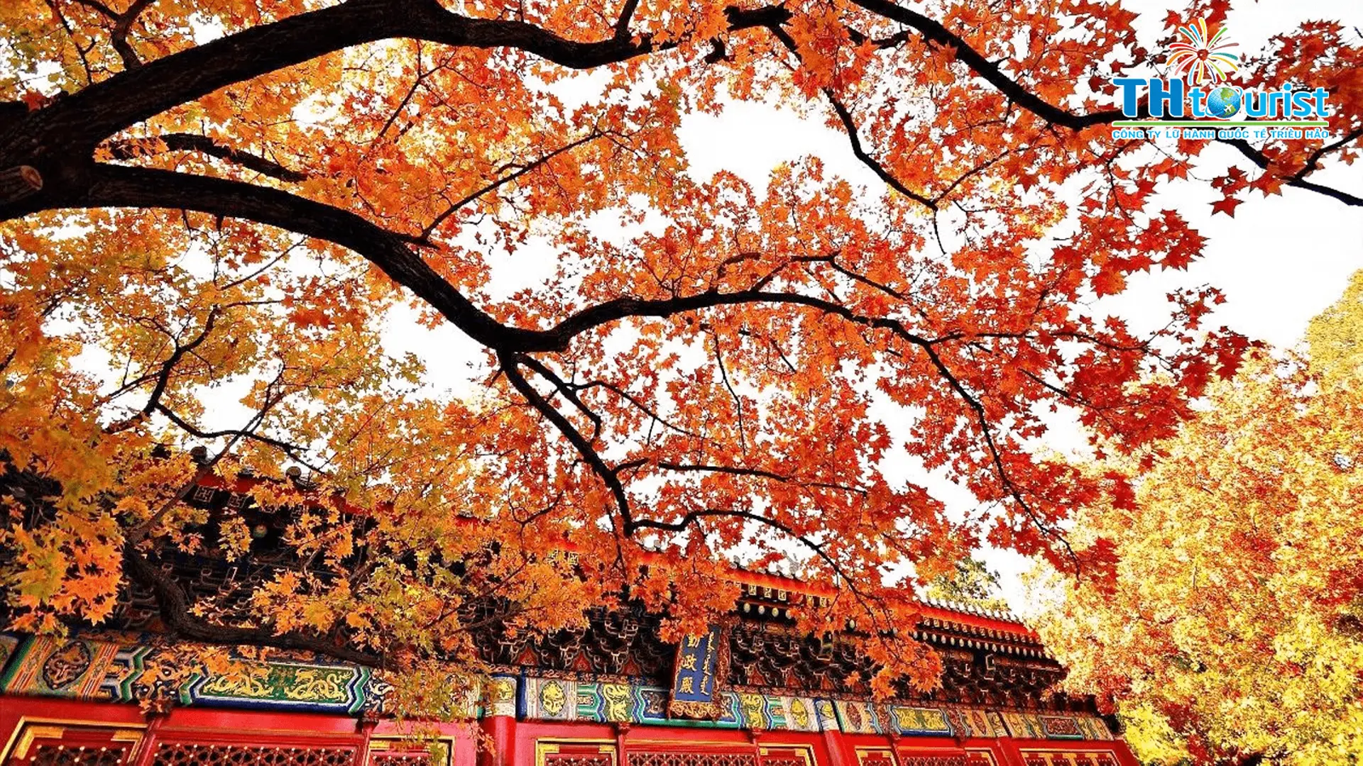 1001 CẢNH ĐẸP THU VÀNG TRUNG QUỐC