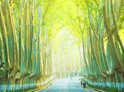 DU LỊCH TRUNG QUỐC : NAM KINH - Ô TRẤN - THƯỢNG HẢI (2025)