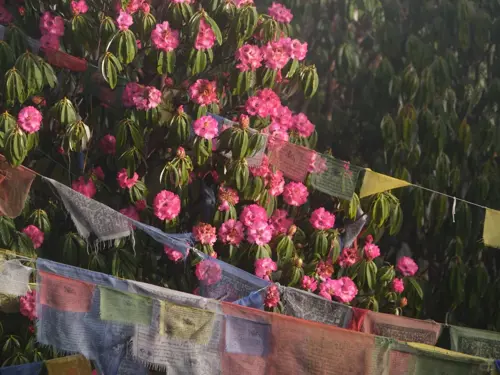 Hoa đỗ quyên Bhutan - Cảnh sắc Himalaya hùng vĩ vào mùa xuân 2026 