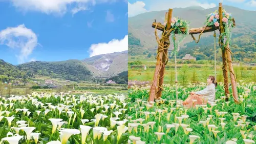 Địa Điểm Ngắm Hoa Loa Kèn Dương Minh Sơn Đẹp Nhất Đài Loan 2026