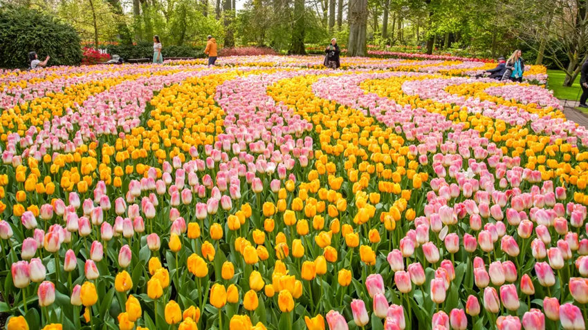 Lễ hội hoa tulip Keukenhof 2026 có gì mới? Thông tin hữu ích cho du khách Việt 
