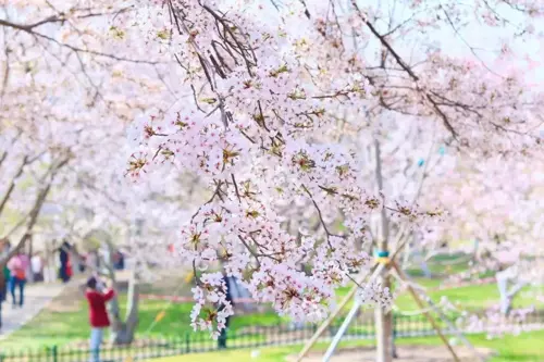 Lịch Hoa Anh Đào Trung Quốc 2026 -  Côn Minh & Thanh Đảo Nở Đẹp Nhất Tháng Mấy?