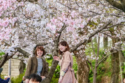Du lịch Nhật Bản hoa anh đào 2026 cho người thích chụp ảnh - Nên đi thời điểm nào?