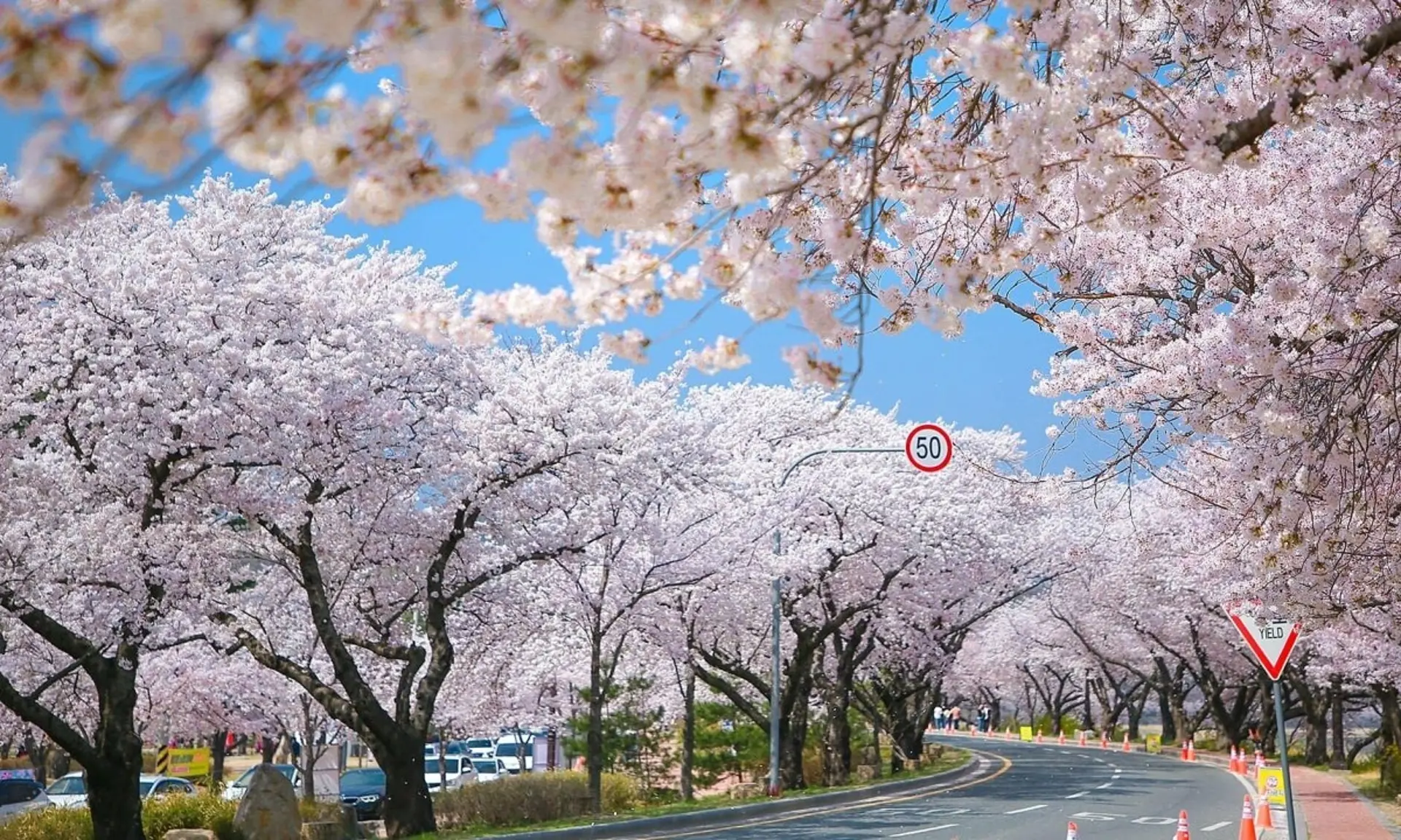 Lễ hội hoa anh đào Seoul tại Yeouido 2026 - Điểm hẹn mùa xuân Hàn Quốc