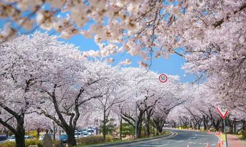 Lễ hội hoa anh đào Seoul tại Yeouido 2026 - Điểm hẹn mùa xuân Hàn Quốc