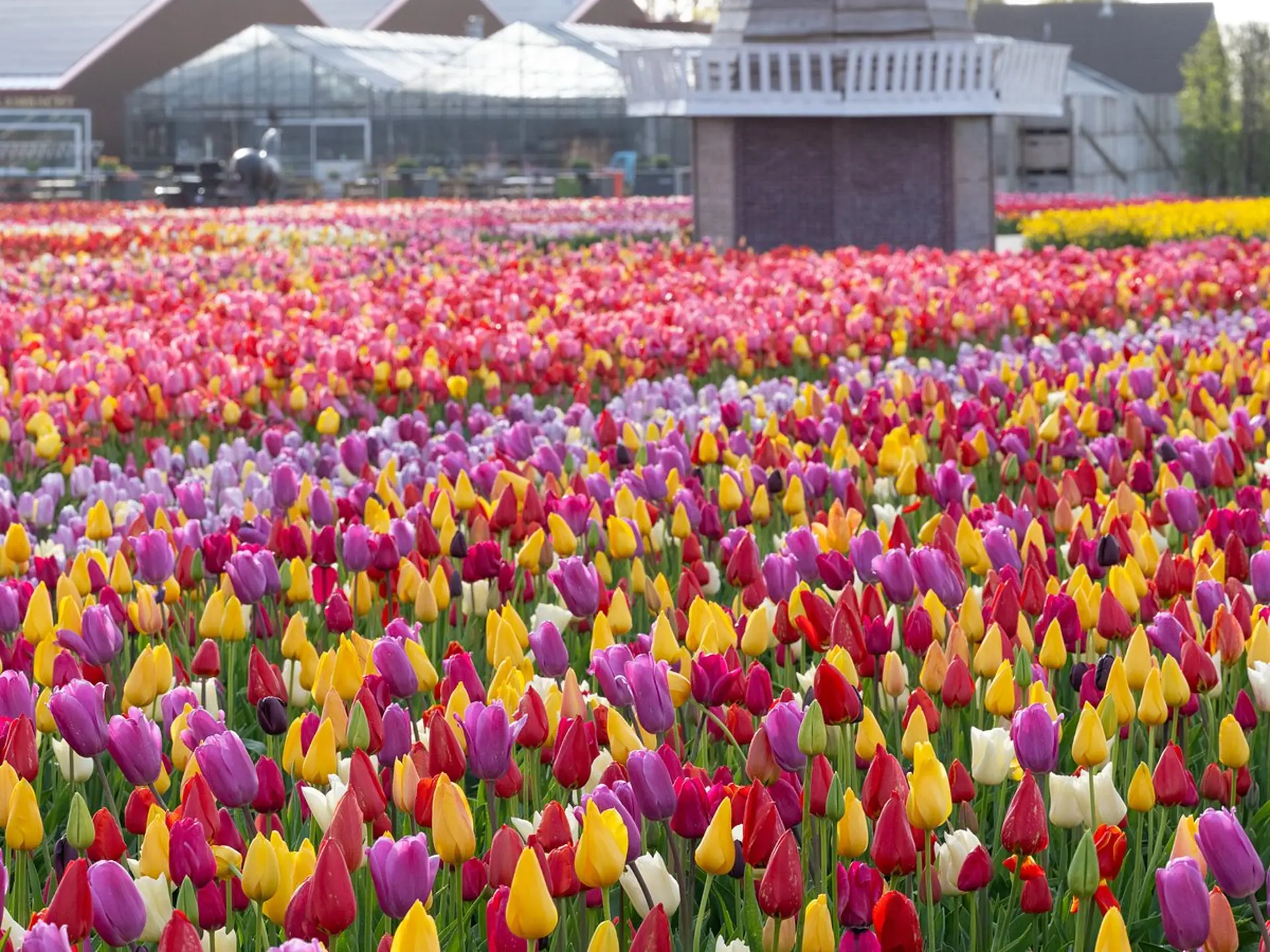 Du lịch Châu Âu mùa hoa tulip tháng 3 - 4| Hướng dẫn chi tiết từ A-Z 