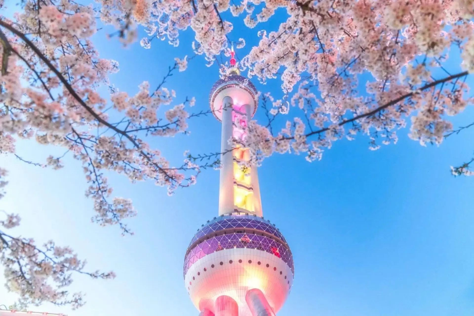 Du lịch Trung Quốc hoa anh đào -  Thượng Hải mùa xuân 2026 rực rỡ 