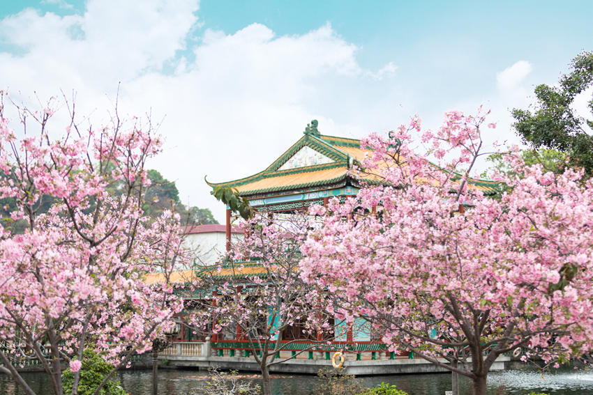 Du lịch Trung Quốc mùa hoa anh đào 2026 - Bí quyết tránh đông hiệu quả