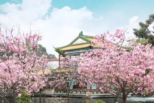 Du lịch Trung Quốc mùa hoa anh đào 2026 - Bí quyết tránh đông hiệu quả