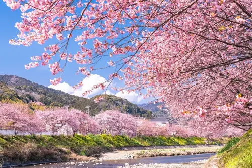 Chi phí du lịch Nhật Bản mùa hoa anh đào | Cập nhật mới nhất 2026  từ Du Lịch Triều Hảo