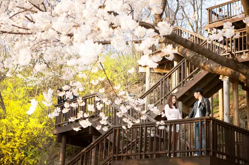 Quán cà phê hoa anh đào Hàn Quốc  2026 - Góc ngắm hoa của người bản xứ 