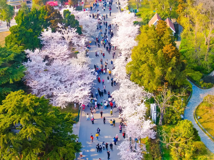 Review du lịch Thanh Đảo hoa anh đào 2026 - Có đáng đi hơn Thượng Hải?