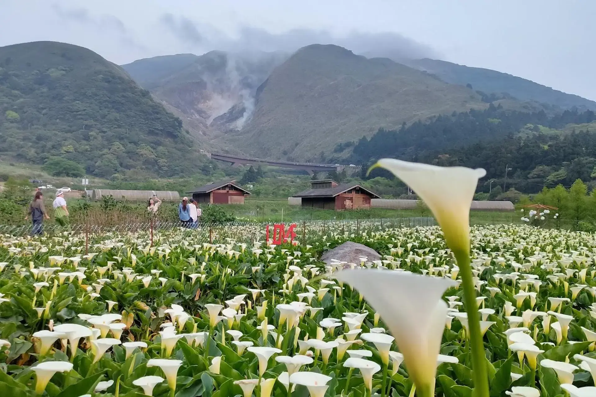 Check-in hoa loa kèn Đài Loan - Những góc chụp đẹp nhất mùa hoa 2026 