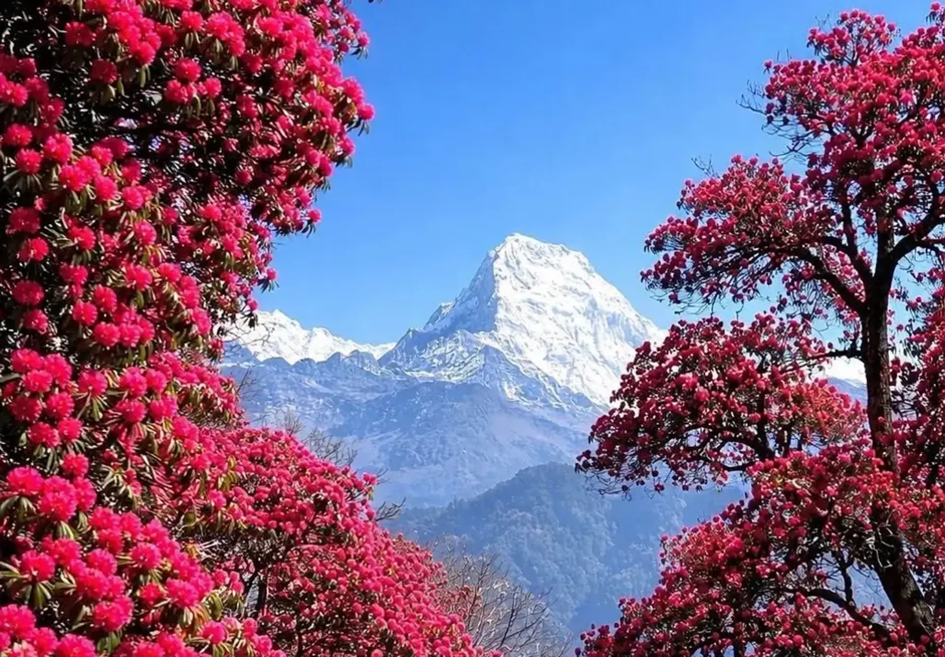 Cảnh đẹp Tiger’s Nest mùa hoa - Hành trình trekking đẹp nhất Bhutan 2026 