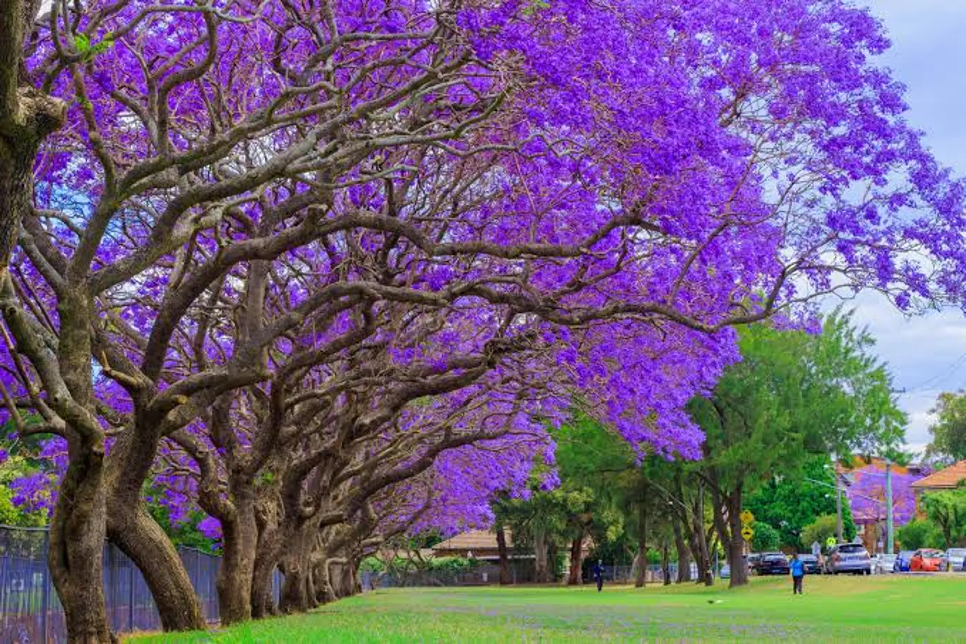 Mùa phượng tím ở Úc nở tháng mấy? 7 điểm ngắm jacaranda đẹp như phim