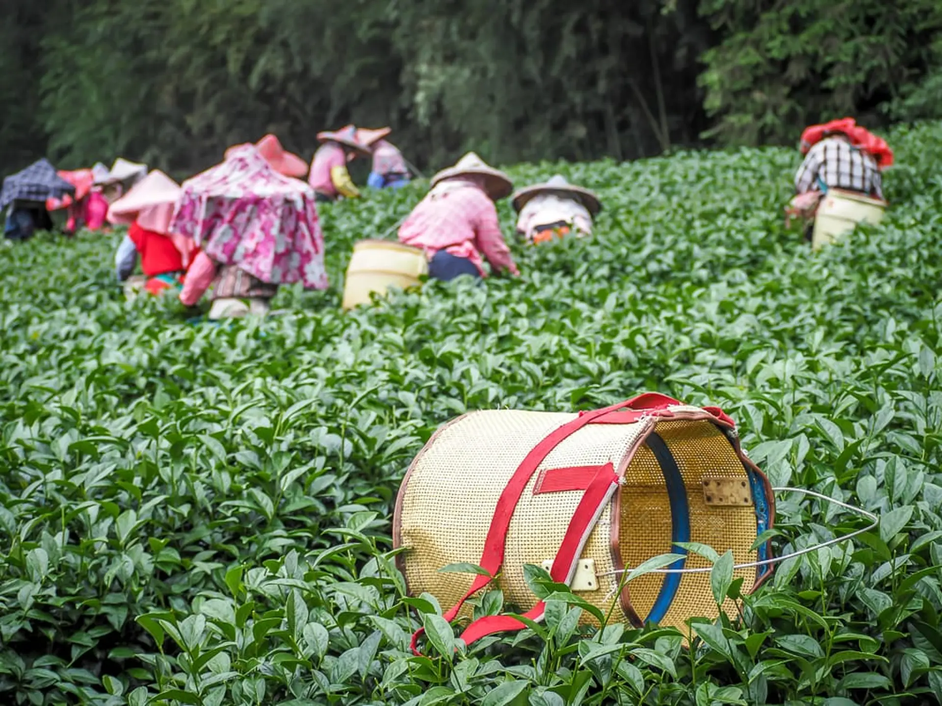 Trà Ô Long A Lý Sơn có gì đặc biệt? Hương vị từ núi cao 