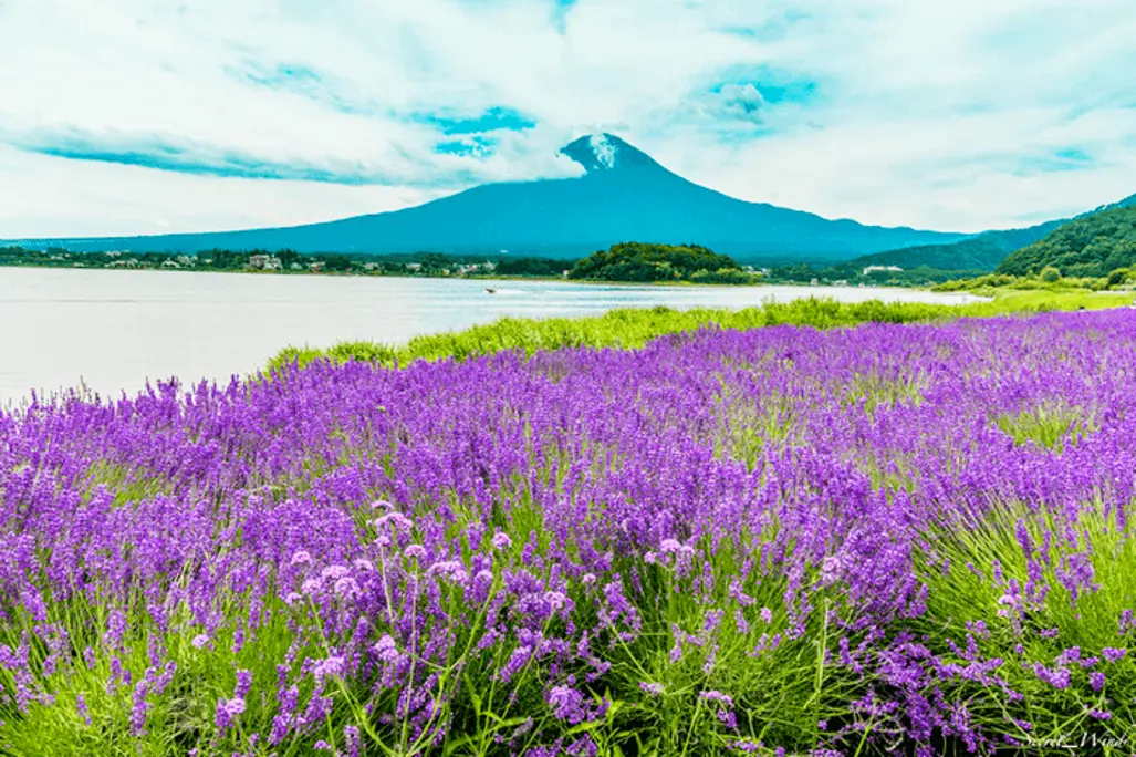 (HN) Du Lịch Nhật Bản: Đón Hè Nhật Bản Narita - Tokyo - Yamanashi - Nagoya  (2025)
