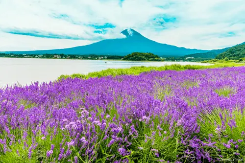 (HN) DU LỊCH NHẬT BẢN: ĐÓN HÈ NHẬT BẢN NARITA - TOKYO - YAMANASHI - NAGOYA (VNA) 2025