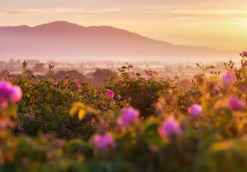 Check-in Vườn Hoa Hồng Thổ Nhĩ Kỳ – Trải Nghiệm Có 1-0-2 Khi Đến Đây