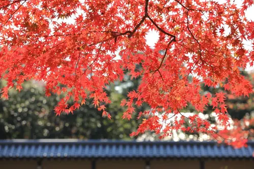 Du lịch Nhật Bản mùa thu 2025 | Mùa lá đỏ tại lâu đài Osaka