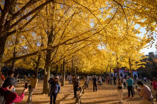 Đảo Nami Mùa Thu – Thiên Đường Lá Vàng Cho Du Khách Việt 2025