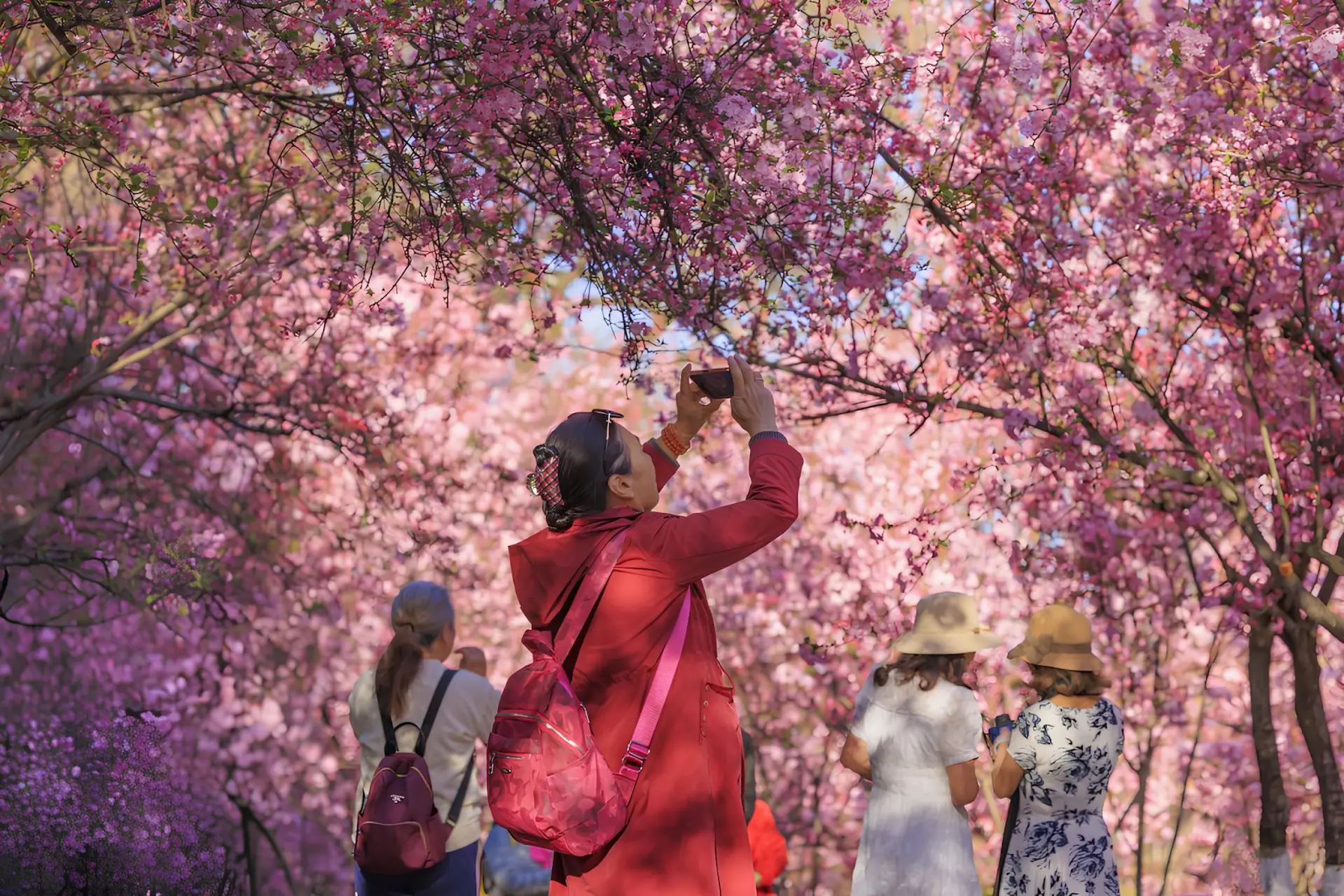 Checklist du lịch Côn Minh mùa xuân 2026 -  Kinh nghiệm đi mùa hoa anh đào