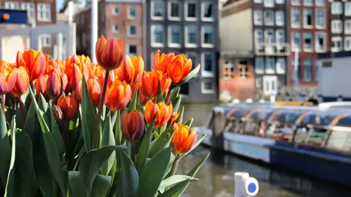 Check-in Amsterdam Mùa Hoa Tulip 2025: Kinh Nghiệm Và Những Điều Cần Biết