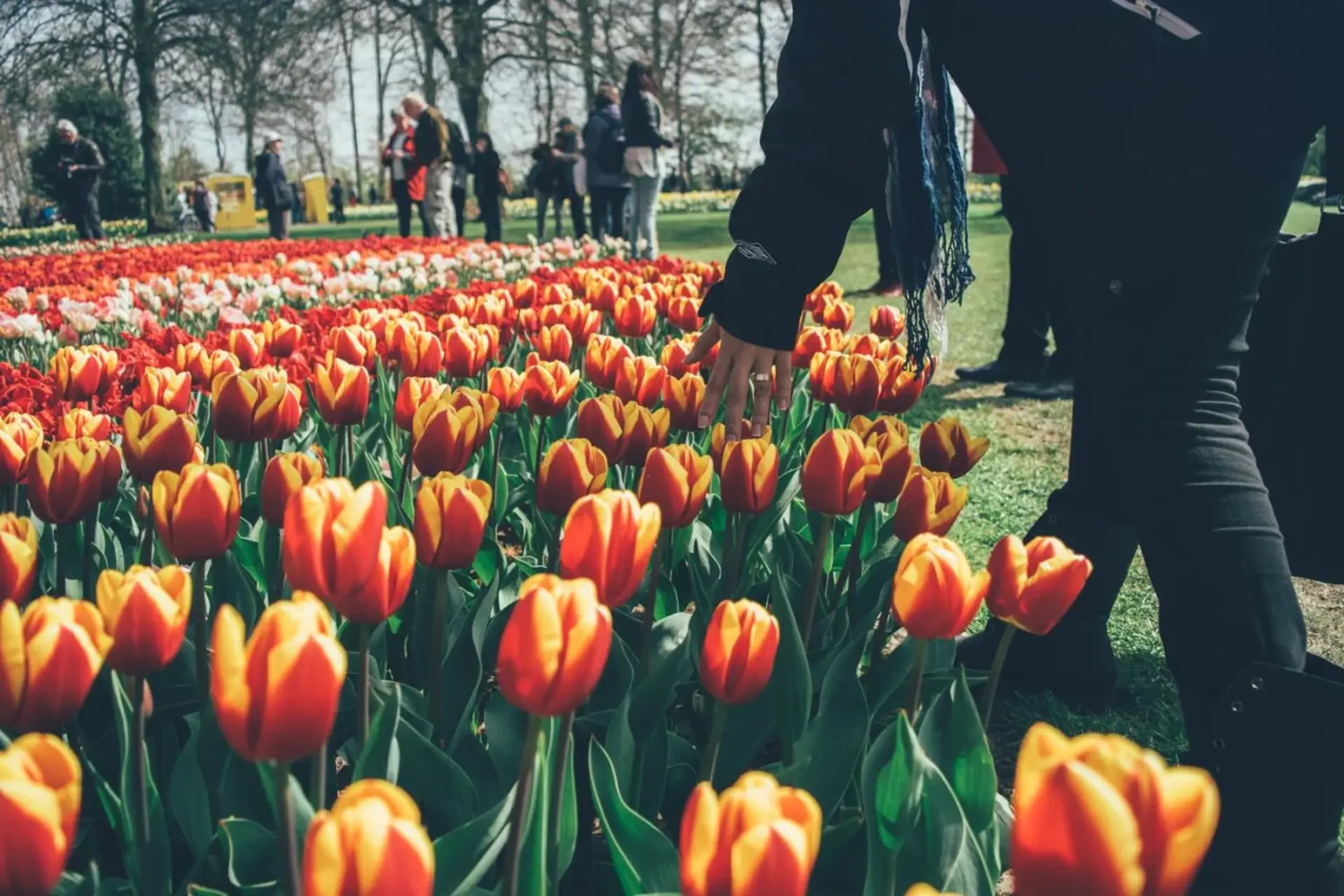 Keukenhof 2025 – Cập Nhật Thời Gian Mở Cửa, Giá Vé & Hướng Dẫn Chi Tiết