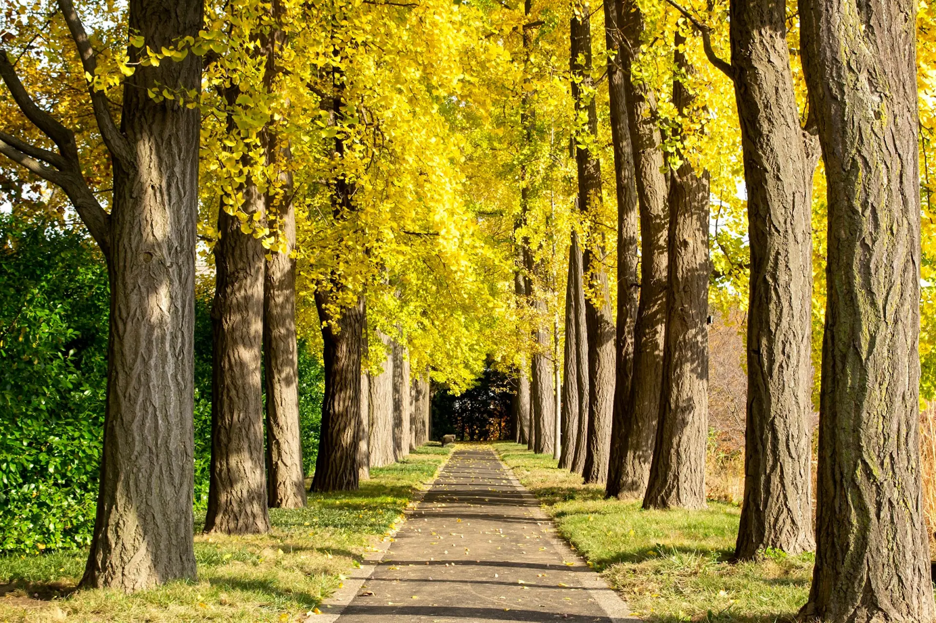 Vườn Bách thảo Brooklyn mùa thu – Lạc bước trong thiên đường lá vàng và sắc thu rực rỡ