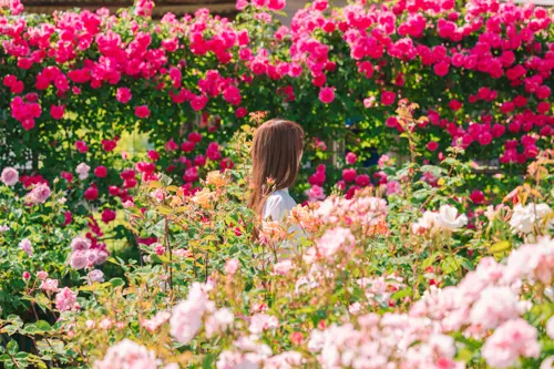 12 Vườn Hồng Nhật Bản Đẹp Nhất: Hành Trình Săn Ảnh Triệu Like Mùa Hoa Tháng 6